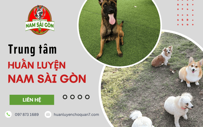 trung tâm huấn luyện Nam Sài Gòn