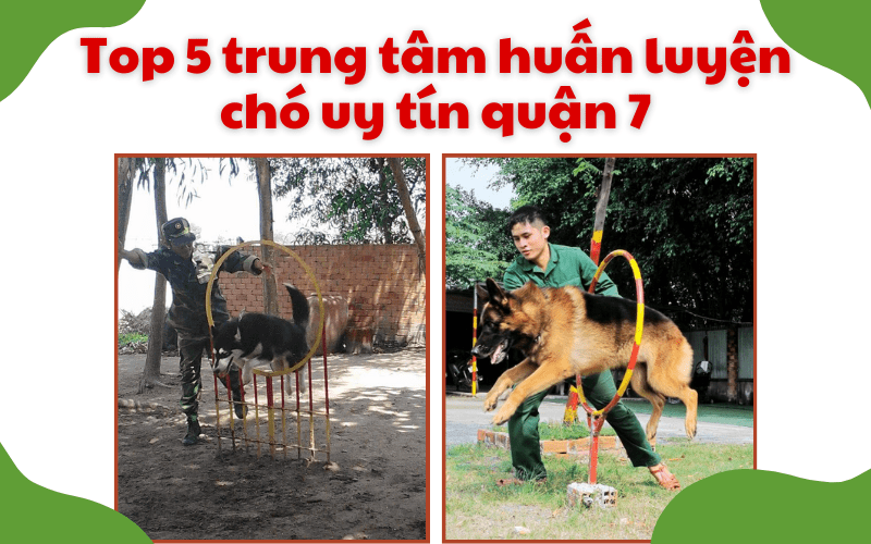 Trung tâm huấn luyện chó