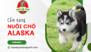 Cẩm nang cần biết giúp bạn nuôi chó Alaska dễ dàng