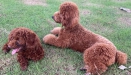 Huấn luyện chó Poodle