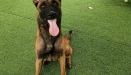 Huấn luyện chó Malinois