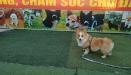 Huấn luyện chó Corgi 