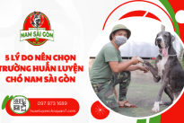 5 Lý do nên chọn trường huấn luyện chó Nam Sài Gòn