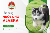 Cẩm nang cần biết giúp bạn nuôi chó Alaska dễ dàng