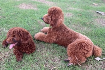 Huấn luyện chó Poodle