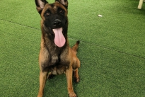 Huấn luyện chó Malinois