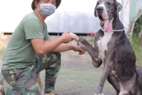 Huấn luyện chó Great Dane