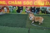 Huấn luyện chó Corgi 