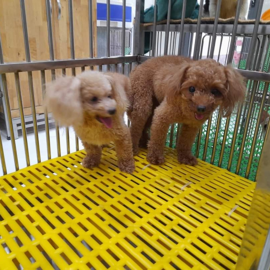 Phối giống chó Poodle