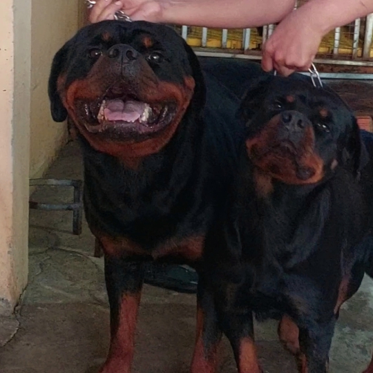 Phối giống chó Rottweiler