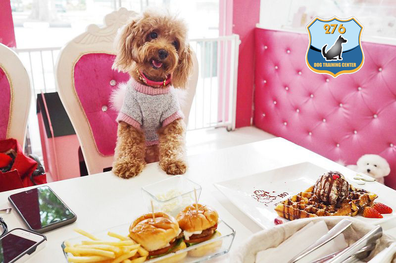 Cách chăm sóc chó poodle