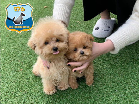 Cách huấn luyện chó Poodle