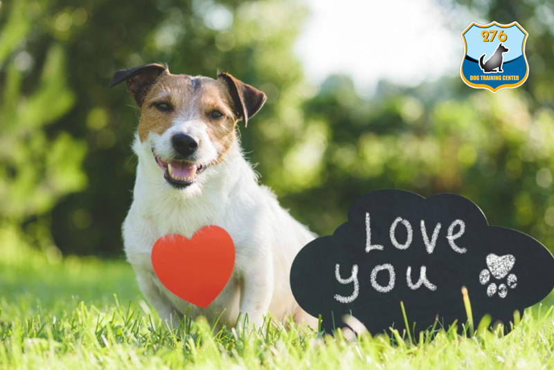 Dấu hiệu chó yêu bạn, chó thích bạn