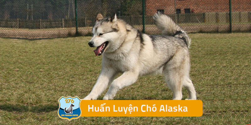 Huấn Luyện Chó Alaska
