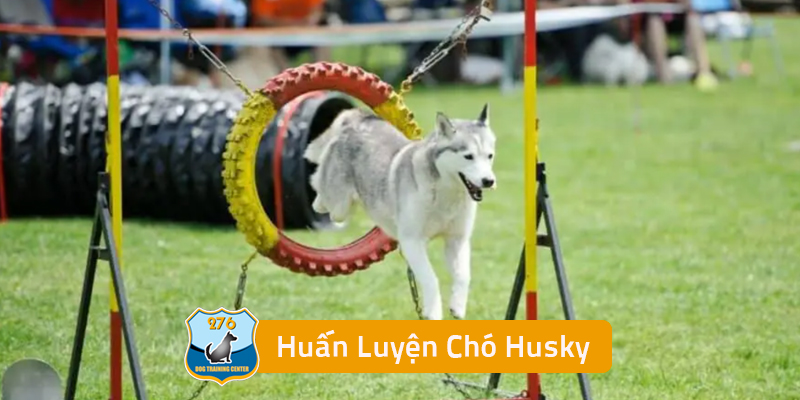 Huấn Luyện Chó Husky