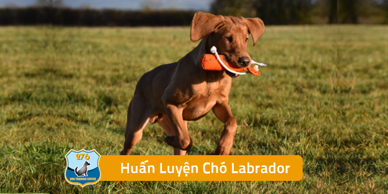 Huấn Luyện Chó Labrador