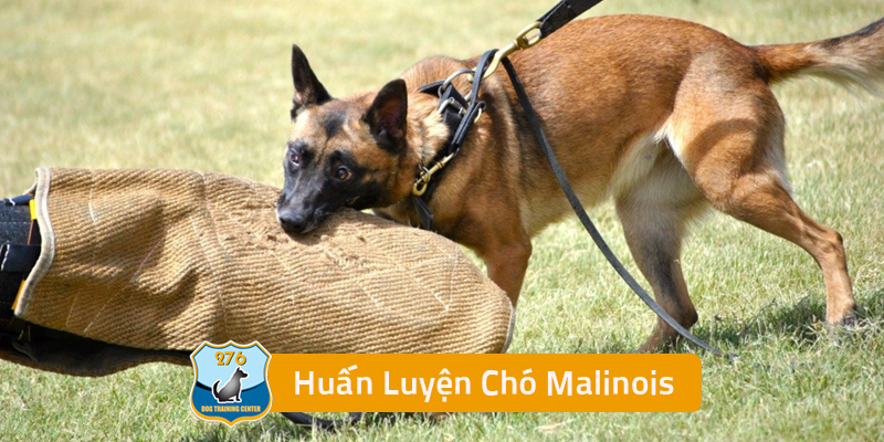 Huấn Luyện Chó Malinois