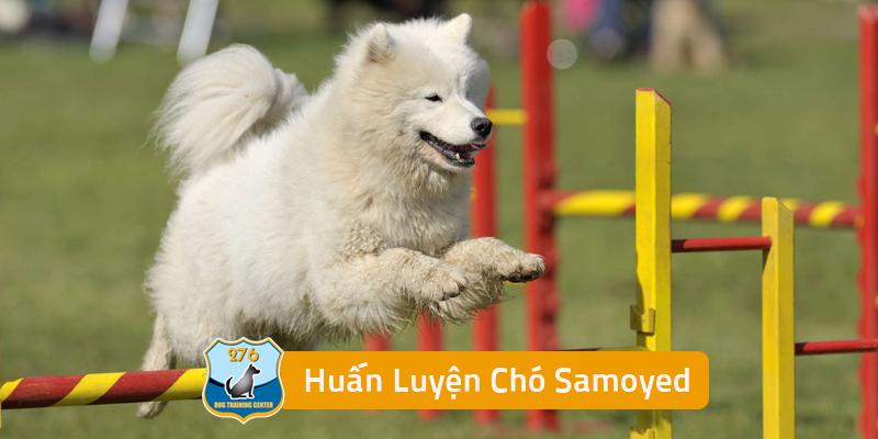 Huấn Luyện Chó Samoyed