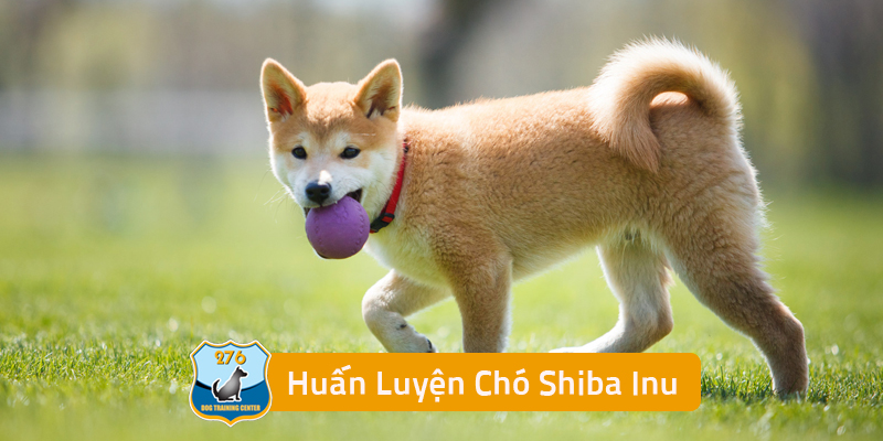 Huấn Luyện Chó Shiba Inu