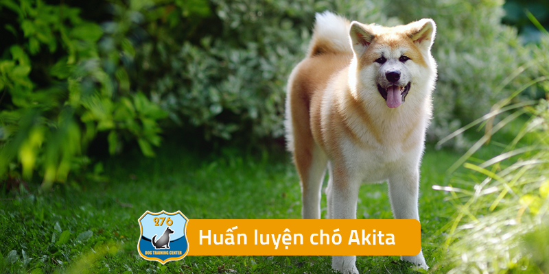 Huấn luyện Chó Akita