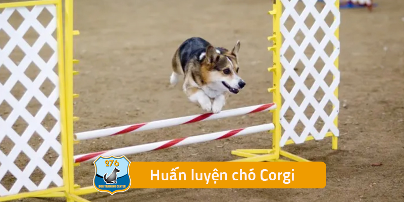 Huấn luyện chó Corgi