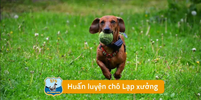 Huấn luyện chó Lạp xưởng