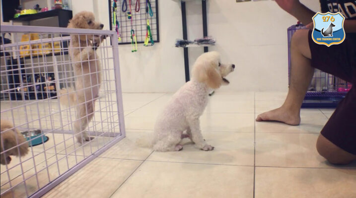 Hướng dẫn dành cho người mua: Cách chọn đồ chơi tốt nhất cho chó Poodle?