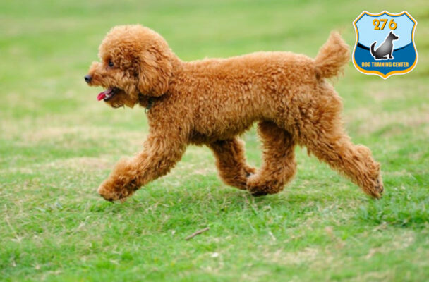 Poodle thu nhỏ - Toy Poodle