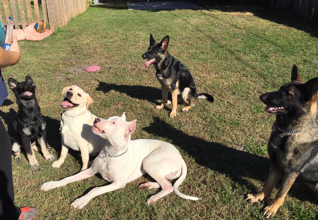 lệnh huấn luyện chó