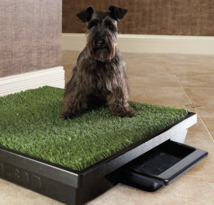 Huấn luyện chó đi vệ sinh đúng chỗ